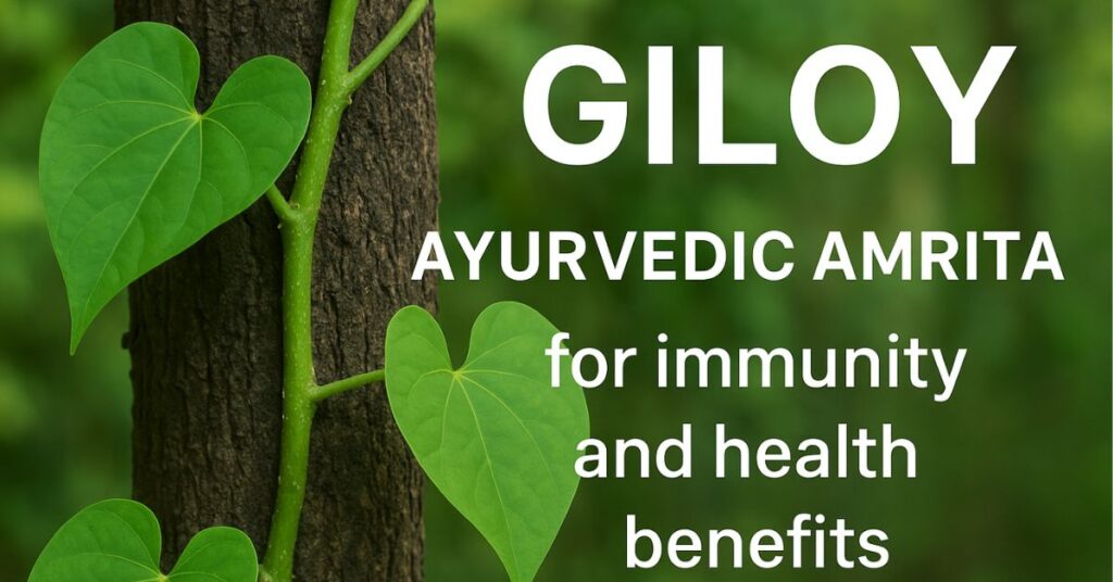 Giloy Benifits