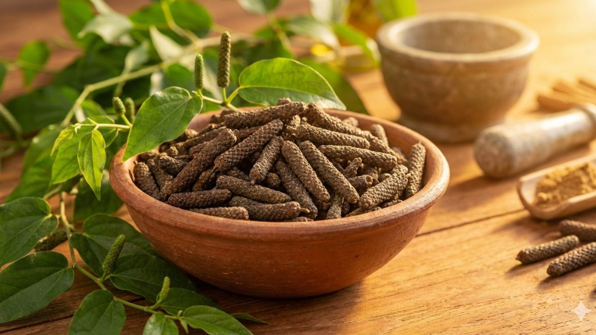Pippali(पिप्पली) के आयुर्वेदिक फायदे और उपयोग